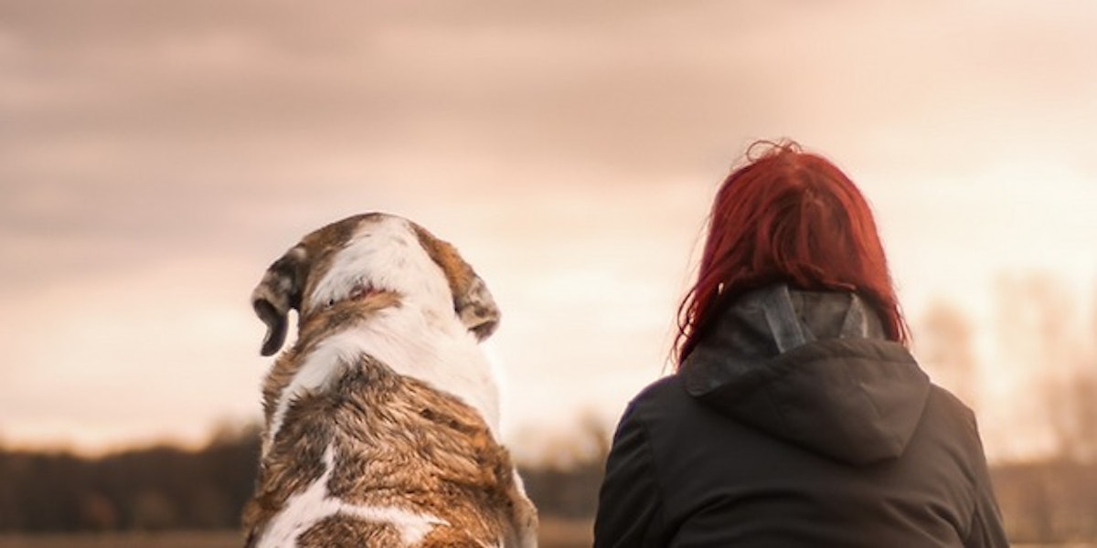 The Pack Therapist Dog Trainer & Behaviourist