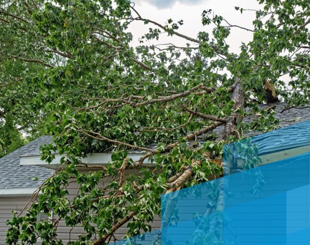 Áhættumat trjáa - endurmenntun fyrir fagfólk