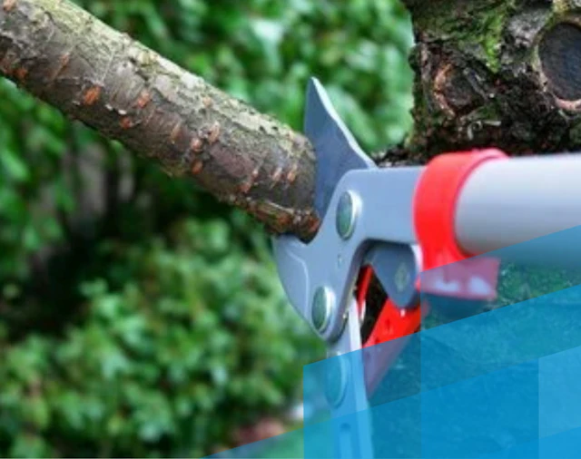 Trjáklippingar - krónuklippingar